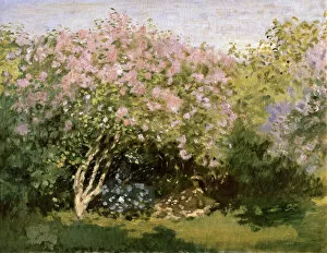 Lilac Collection: Lilac in the Sun, 1872-1873. Artist: Claude Monet