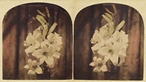 Elegance Prints: Lilies, about 1865. Creator: Unknown