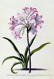 Lilio Narcissus, c. 1744 (hand coloured engraving)