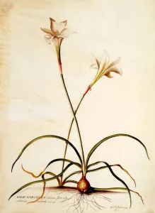 Lilio Narcissus, c. 1745 9hand coloured engraving)