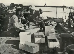 Lillie Prints: Lillie and Dr. Levick Sorting a Trawl Catch, c1910-1913, (1913). Artist: Herbert Ponting