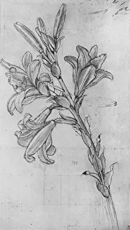 Bloom Collection: A Lily, c1480 (1945). Artist: Leonardo da Vinci