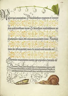 Snail Prints: Lily-of-the-Valley, Pupa, and Land Snail