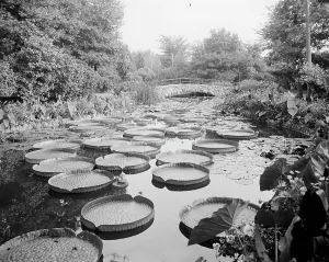 Water Lily Prints: Lily pond, Como Park, St. Paul, Minn. c1905. Creator: Unknown