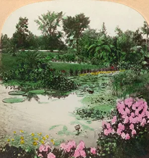 Lily Pond, Tower Grove Park, St. Louis, Mo. U. S. A. 1897. Creator: BL Singley