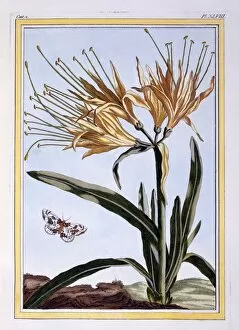 Hand Coloured Engraving Collection: A Lily, pub. 1776. Creator: Pierre Joseph Buchoz (1731-1807)