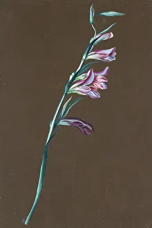 Brown Background Prints: Lily, undated. (c1860s) Creator: Anton Hartinger