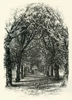 University Gallery: The Lime Walk, Trinity, c1870