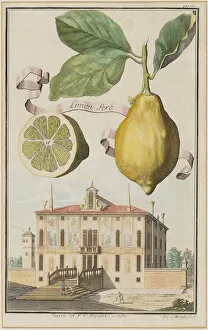 Limon Pero. Creator: Montalegre, Joseph de (active 1696-1729)