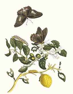 Botanical Illustration Gallery: Limonier. From the Book Metamorphosis insectorum Surinamensium, 1705