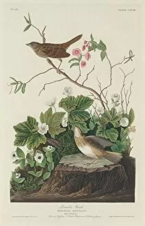 Lincoln Finch, 1834. Creator: Robert Havell