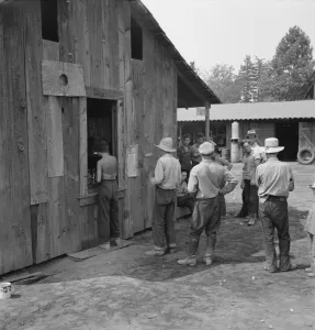 Humulus Lupulus Gallery: Part of line up at paymasters window at noon... near Grants Pass, Josephine County, Oregon, 1939