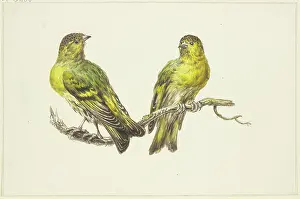 Songbird Prints: Two linnets, mid-late 18th century. Creator: J. H. van Loon
