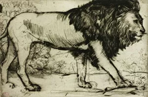 Drypoint Collection: A Lion, 1900. Creator: Donald Shaw MacLaughlan