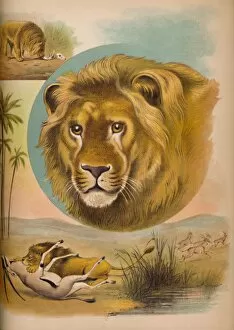 Babys Animal Picture Book Gallery: The Lion, c1900. Artist: Helena J. Maguire