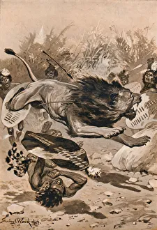Fg Aflalo Prints: As The Lion Charged, 1902, (1903). Artist: Stanley Llewellyn Wood