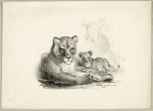 Cubs Prints: Lion with Cubs, 1831. Creator: Johann Höchle
