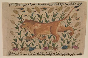 A Lion, Folio from a Dispersed Nuzhatnama-i Ala’