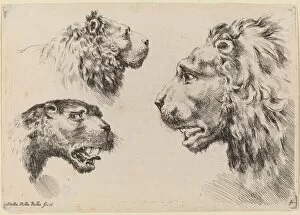 Three Lion Heads, probably 1649. Creator: Stefano della Bella