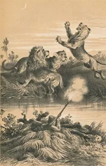Ambush Collection: Lion Hunting At Night, c1880