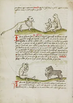 Fables Prints: A Lion with a Monkey and his Young: A Monkey: A Bear Eating a
