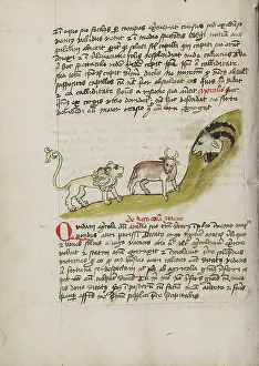 A Lion and an Ox before a Billy-Goat; Fables, third quarter of 15th century. Creator: Unknown