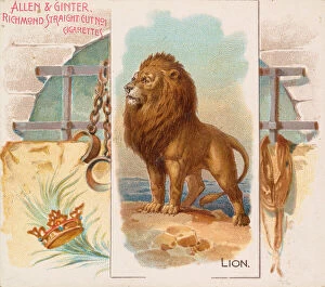 Big Cat Gallery: Lion, from Quadrupeds series (N41) for Allen & Ginter Cigarettes, 1890