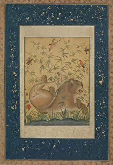 Mughal Collection: Lion at Rest, ca. 1585. Creator: Mansur