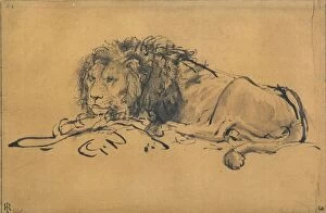 Animals & Pets Collection: Lion Resting, Turned to the Left, c1650. Artist: Rembrandt Harmensz van Rijn