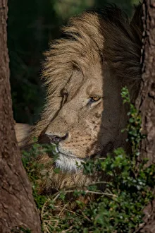 ART Collection: Lion in shade. Creator: Viet Chu