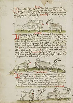 Canine Prints: A Lion between a Wolf and an Ox: A Lion before a Cow