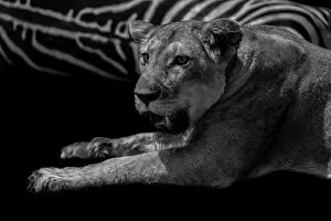 Wildlife Gallery: Lioness Kill. Creator: Viet Chu
