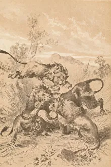 Biting Prints: Lions Attacking A Buffalo, c1880