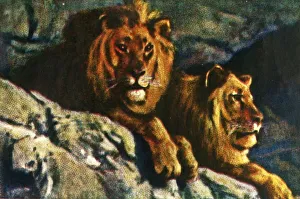 Rhodesian Prints: Lions, c1928. Creator: Unknown