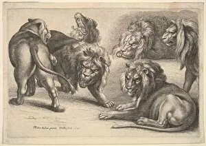 Rubens Collection: Five Lions and a Lioness, 1646. Creator: Wenceslaus Hollar