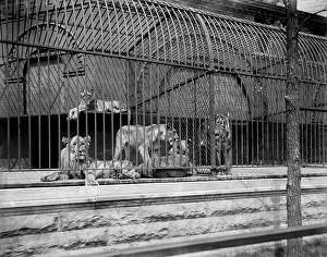 Caged Prints: Lions and tigers in Lincoln Park, Chicago, The, c1901. Creator: Unknown