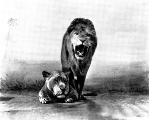 Lions at the "Zoo", 1898. Creator: Charles Knight