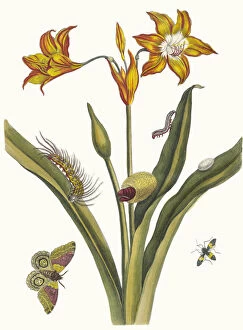 Botanical Illustration Gallery: Lis Rouge. From the Book Metamorphosis insectorum Surinamensium, 1705