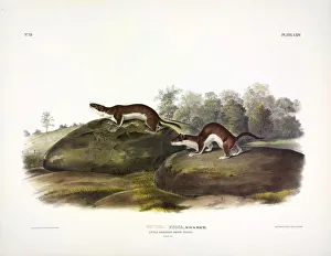 John James Audubon 1785 1851 Prints: Little American Brown Weasel, Mustela Fusca, 1845