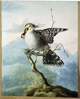 A Little Bird, 1798. Artist: Georgius Jacobus Johannes van Os
