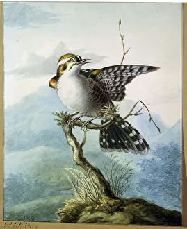 Perch Prints: A Little Bird, 1798. Artist: Georgius Jacobus Johannes van Os