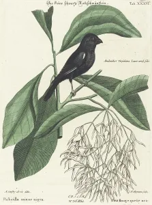 Finch Prints: The Little Black Bullfinch (Rubicilla minor nigra)
