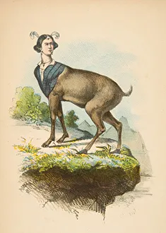 Comic Collection: Little Dear, from The Comic Natural History of the Human Race, 1851