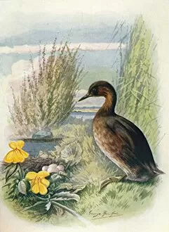 W R Chambers Collection: Little Grebe or Dabchick - Podic ipes fluvia tilis, c1910, (1910). Artist: George James Rankin