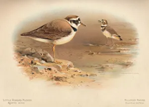 Charles Whymper Gallery: Little Ringed Plover (Aegialitis minor), Killdeer Plover (Oxyechus vociferus), 1900, (1900)