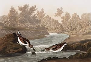 Little Sandpiper, Tringa Pusilla, 1845