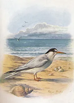 Little Tern - Stern a minu ta, c1910, (1910). Artist: George James Rankin