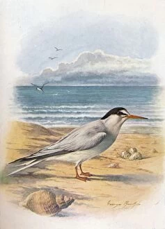 W R Chambers Ltd Collection: Little Tern - Stern a minu ta, c1910, (1910). Artist: George James Rankin