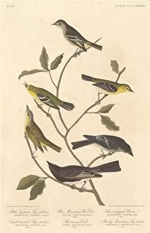 Crested Flycatcher Gallery: Little Tyrant Flycatcher, Small-Headed Flycatcher, Blue Mountain Warbler.. 1838