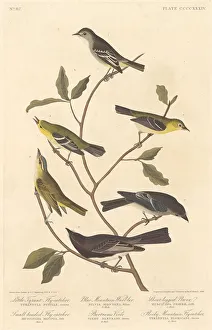 Crested Flycatcher Prints: Little Tyrant Flycatcher, Small-Headed Flycatcher, Blue Mountain Warbler 1838